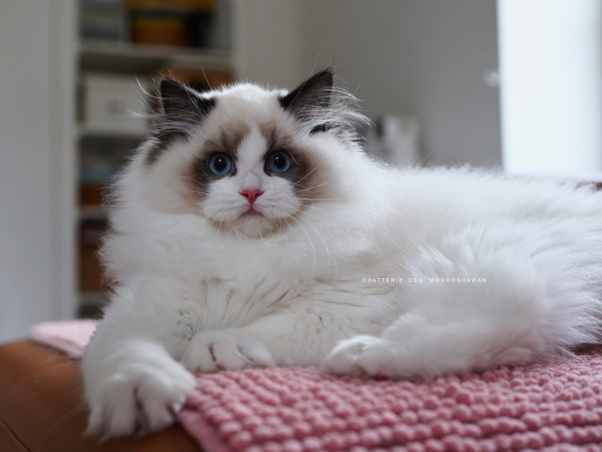 femelle ragdoll seal bicolore gros gabarit