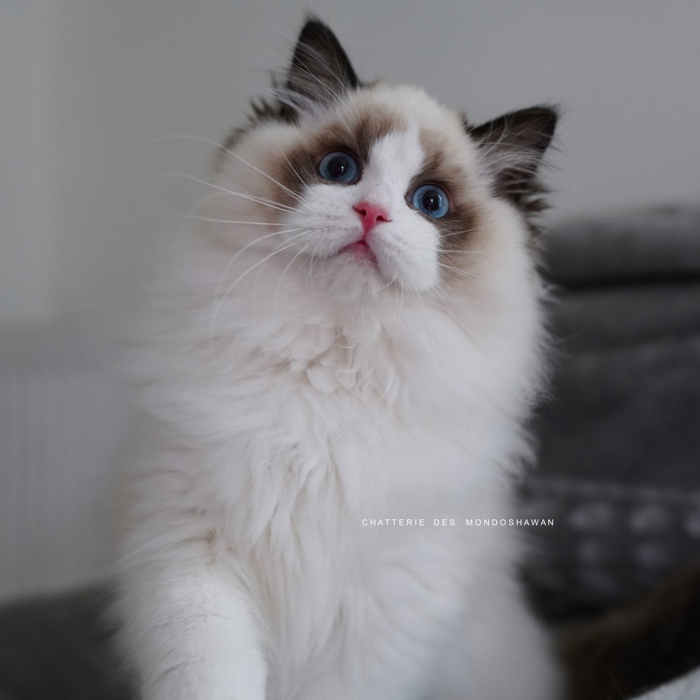 RAGDOLL seal bicolore