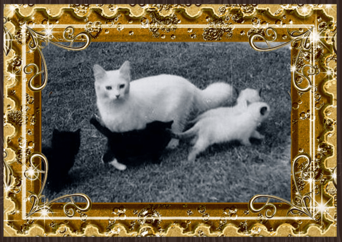 ragdoll josephine