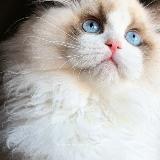chat Ragdoll seal point bicolor Fantômette Ragdolls des Mondoshawan