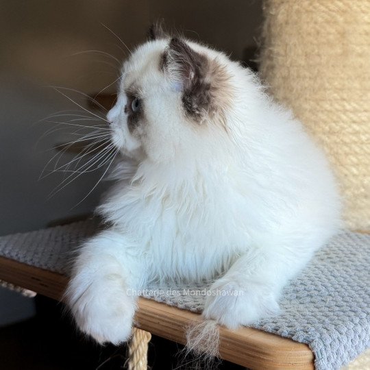 chat Ragdoll seal point bicolor Fantômette Ragdolls des Mondoshawan