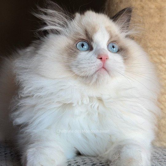 chat Ragdoll seal point bicolor Fantômette Ragdolls des Mondoshawan