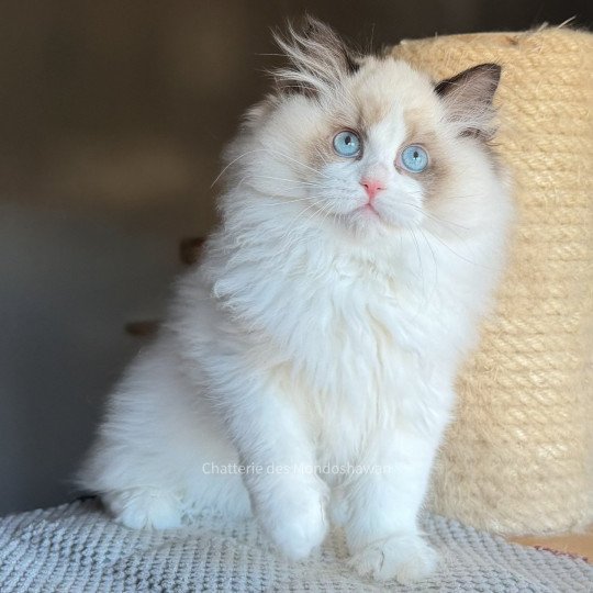 chat Ragdoll seal point bicolor Fantômette Ragdolls des Mondoshawan