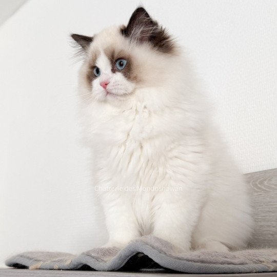 chat Ragdoll seal point bicolor Fantômette Ragdolls des Mondoshawan