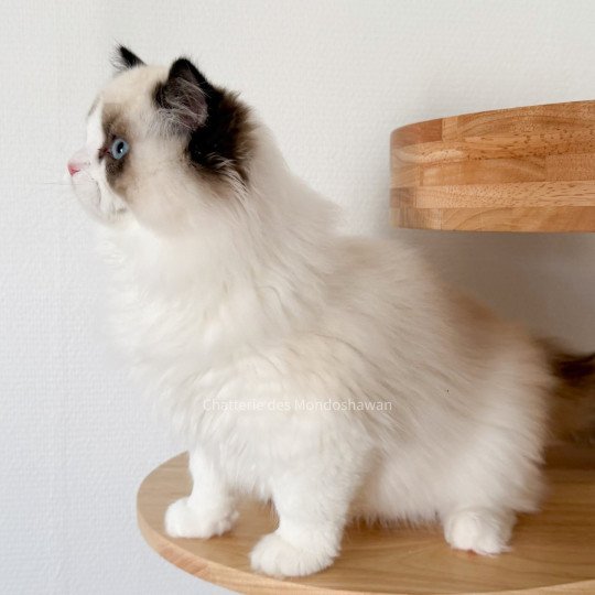 chat Ragdoll seal point bicolor Fantômette Ragdolls des Mondoshawan
