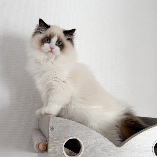 chat Ragdoll seal point bicolor Fantômette Ragdolls des Mondoshawan