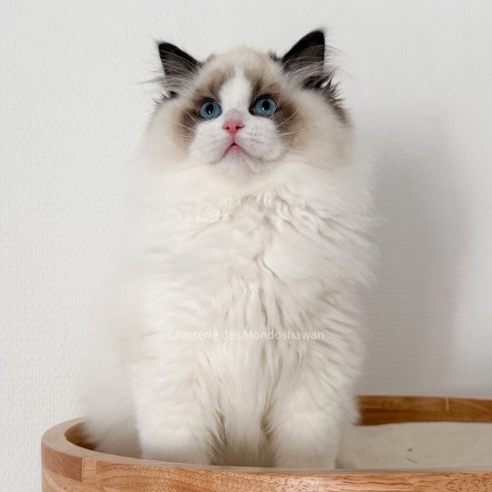 chat Ragdoll seal point bicolor Fantômette Ragdolls des Mondoshawan