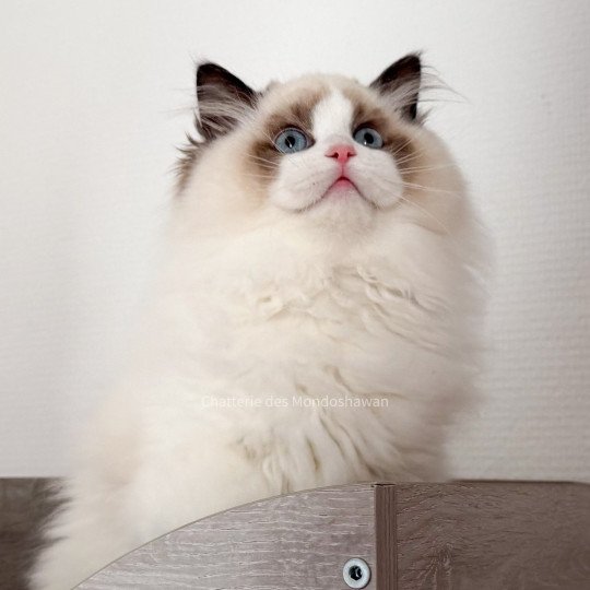 chat Ragdoll seal point bicolor Fantômette Ragdolls des Mondoshawan