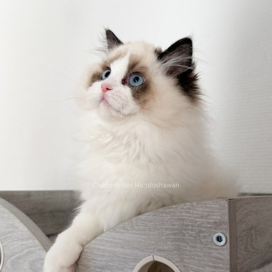 chat Ragdoll seal point bicolor Fantômette Ragdolls des Mondoshawan