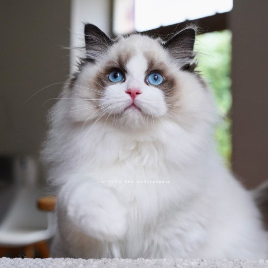 chat Ragdoll seal point bicolor Fantômette Ragdolls des Mondoshawan