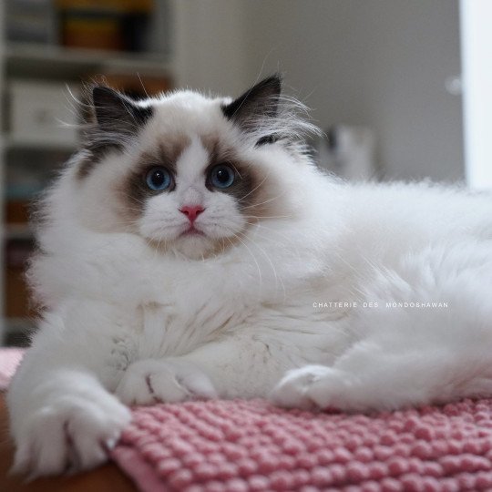 chat Ragdoll seal point bicolor Fantômette Ragdolls des Mondoshawan