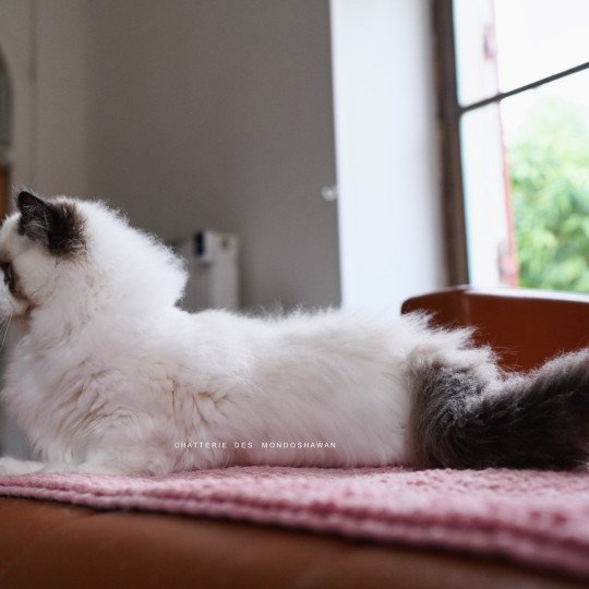 chat Ragdoll seal point bicolor Fantômette Ragdolls des Mondoshawan