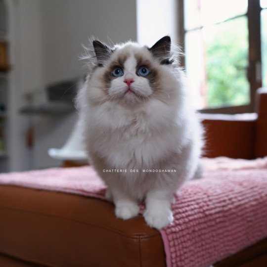 chat Ragdoll seal point bicolor Fantômette Ragdolls des Mondoshawan