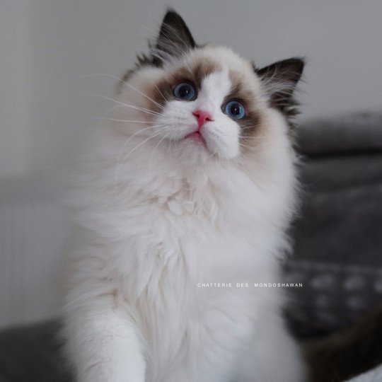 Fantômette Femelle Ragdoll