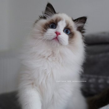 Fantômette Femelle Ragdoll