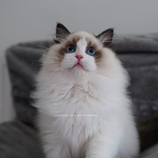 chat Ragdoll seal point bicolor Fantômette Ragdolls des Mondoshawan