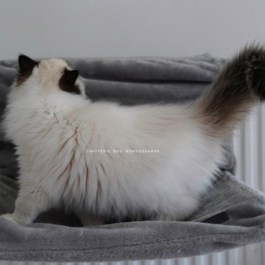 chat Ragdoll seal point bicolor Fantômette Ragdolls des Mondoshawan