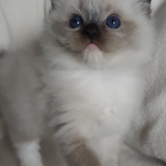 chat Ragdoll seal point mitted Alpha Ragdolls des Mondoshawan
