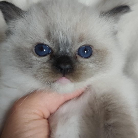 chat Ragdoll seal point mitted Alpha Ragdolls des Mondoshawan
