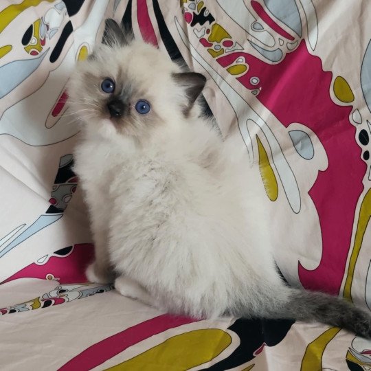 chat Ragdoll seal point mitted Alpha Ragdolls des Mondoshawan