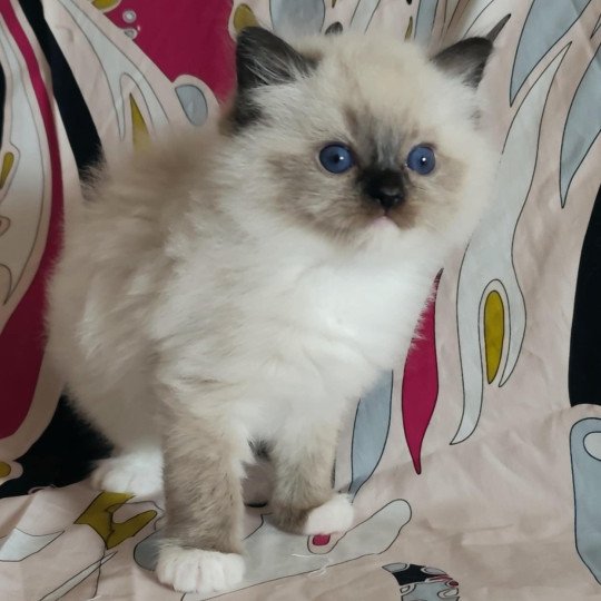 chat Ragdoll seal point mitted Alpha Ragdolls des Mondoshawan