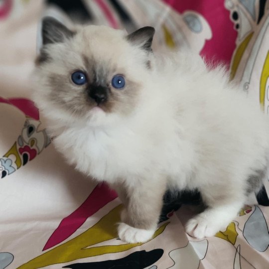 chat Ragdoll seal point mitted Alpha Ragdolls des Mondoshawan