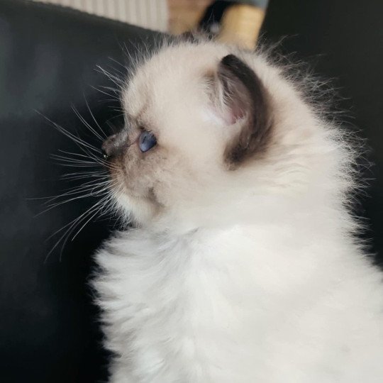 chat Ragdoll seal point mitted Alpha Ragdolls des Mondoshawan