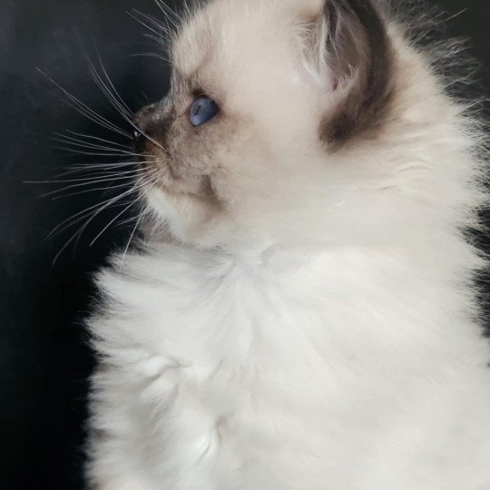 chat Ragdoll seal point mitted Alpha Ragdolls des Mondoshawan