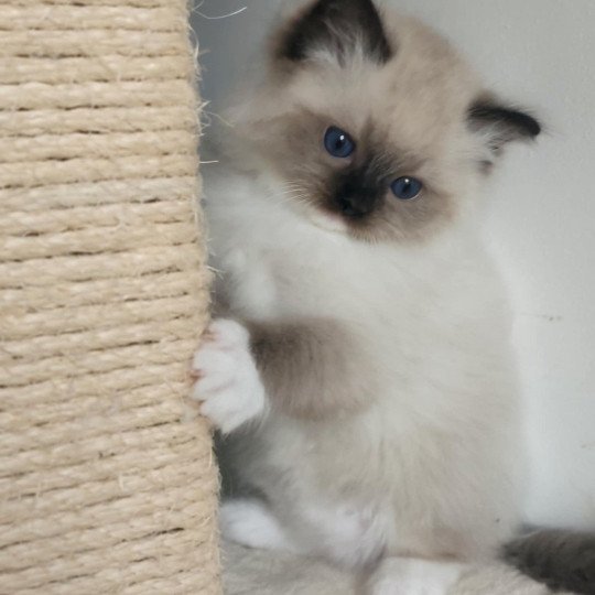 chat Ragdoll seal point mitted Alpha Ragdolls des Mondoshawan