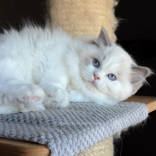 chat Ragdoll blue point bicolor Oméga Ragdolls des Mondoshawan