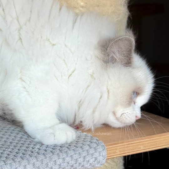 chat Ragdoll blue point bicolor Oméga Ragdolls des Mondoshawan