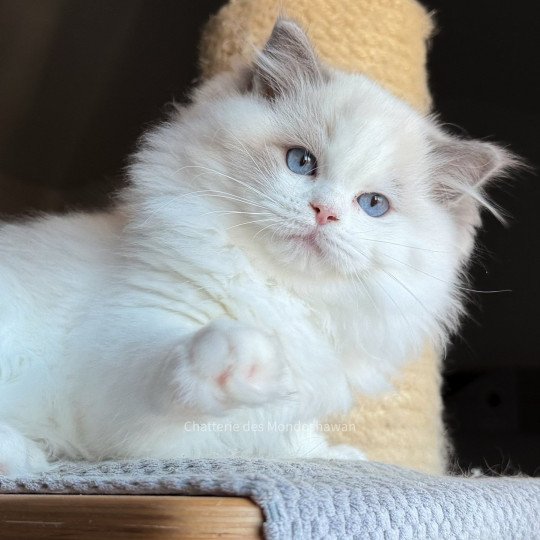 chat Ragdoll blue point bicolor Oméga Ragdolls des Mondoshawan