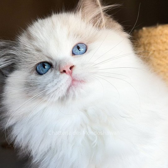 chat Ragdoll blue point bicolor Oméga Ragdolls des Mondoshawan