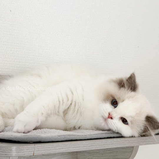chat Ragdoll blue point bicolor Oméga Ragdolls des Mondoshawan