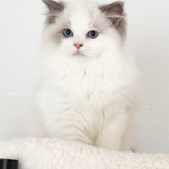 chat Ragdoll blue point bicolor Oméga Ragdolls des Mondoshawan