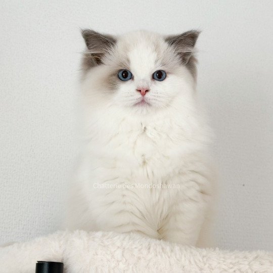 chat Ragdoll blue point bicolor Oméga Ragdolls des Mondoshawan