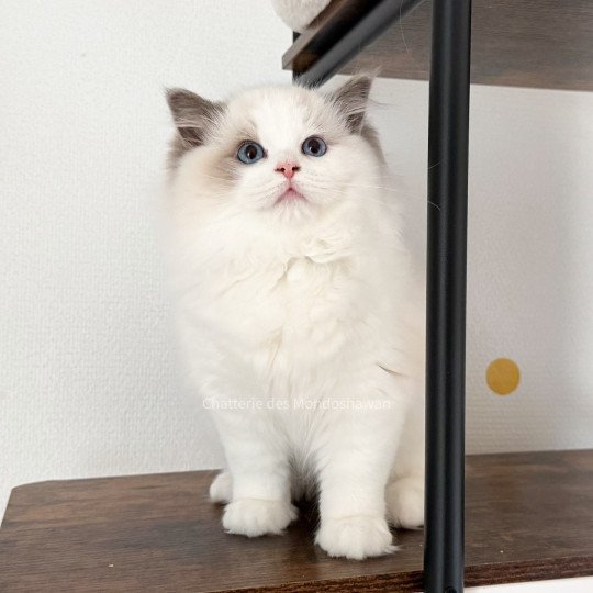chat Ragdoll blue point bicolor Oméga Ragdolls des Mondoshawan