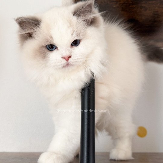 chat Ragdoll blue point bicolor Oméga Ragdolls des Mondoshawan