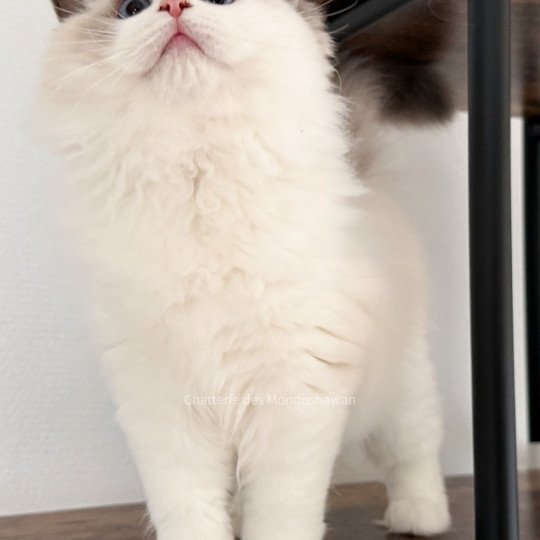 chat Ragdoll blue point bicolor Oméga Ragdolls des Mondoshawan