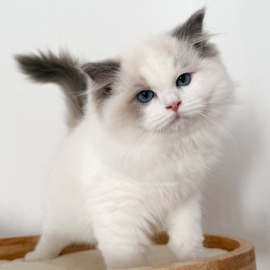 chat Ragdoll blue point bicolor Oméga Ragdolls des Mondoshawan