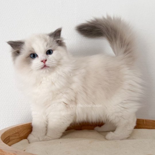chat Ragdoll blue point bicolor Oméga Ragdolls des Mondoshawan
