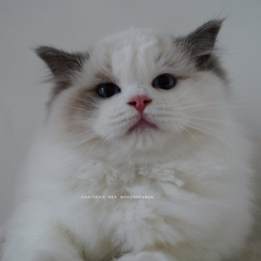 chat Ragdoll blue point bicolor Oméga Ragdolls des Mondoshawan