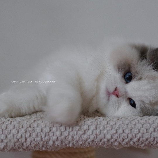 chat Ragdoll blue point bicolor Oméga Ragdolls des Mondoshawan