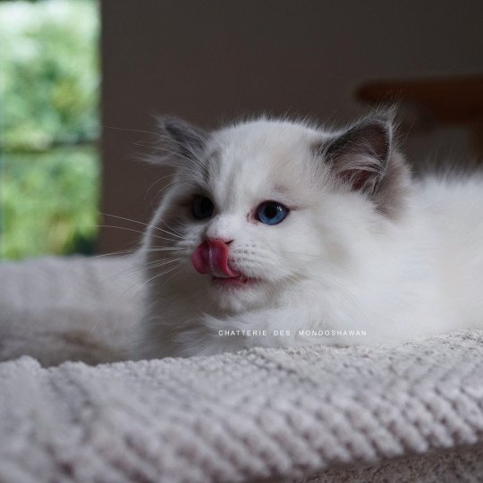chat Ragdoll blue point bicolor Oméga Ragdolls des Mondoshawan