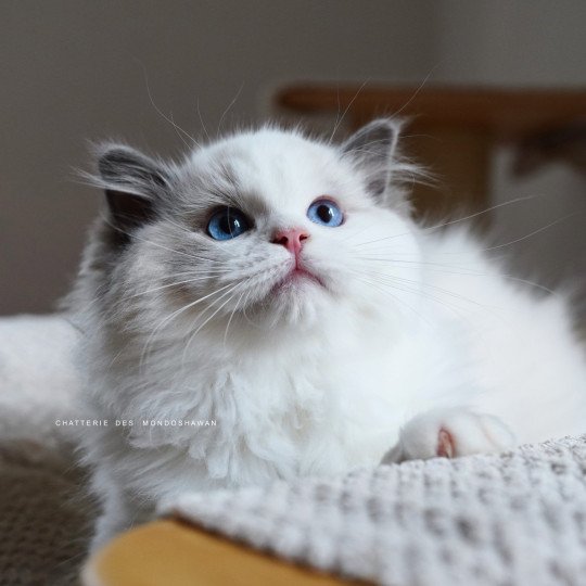 Oméga Femelle Ragdoll