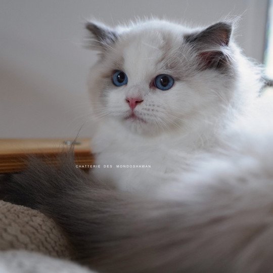 chat Ragdoll blue point bicolor Oméga Ragdolls des Mondoshawan