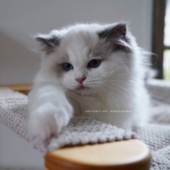 chat Ragdoll blue point bicolor Oméga Ragdolls des Mondoshawan