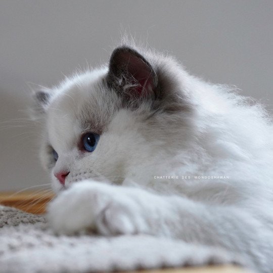 chat Ragdoll blue point bicolor Oméga Ragdolls des Mondoshawan