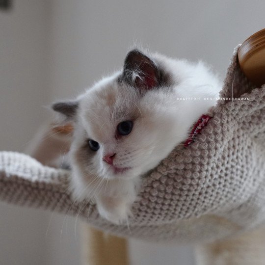 chat Ragdoll blue point bicolor Oméga Ragdolls des Mondoshawan