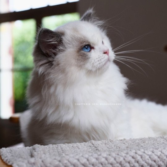 chat Ragdoll blue point bicolor Oméga Ragdolls des Mondoshawan